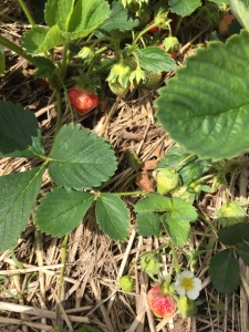 strawberries growing2