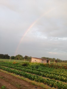 A rainbow that appeared over my garden last year. A good reminder to find joys in the challenges.